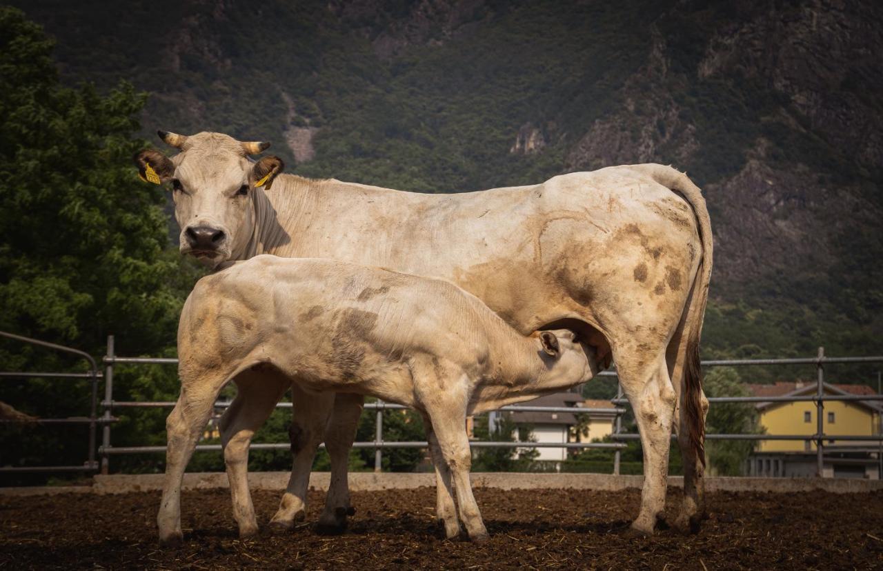 Agriturismo La Campagnola Gordona エクステリア 写真